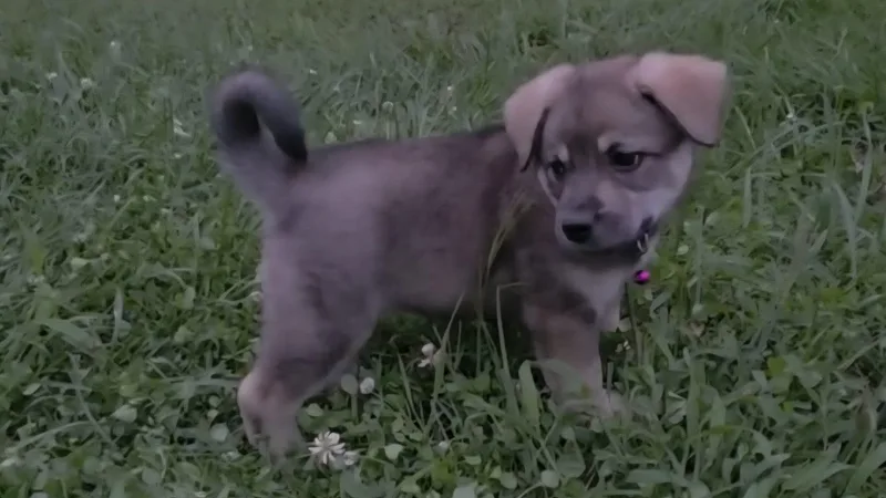 A baby small-sized female Norwegian Elkhound dog named Nora for adoption in Twin lakes, WI