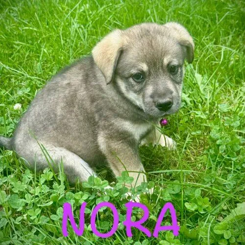 Nora thumbnail 2