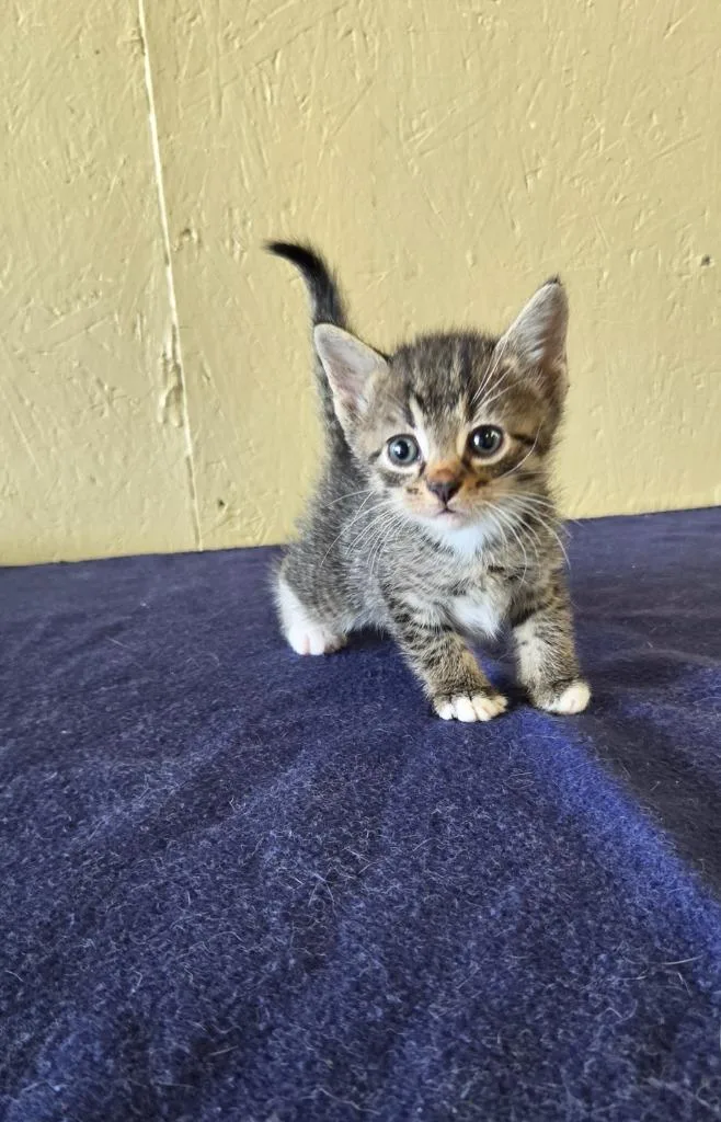 A baby small-sized female Domestic Short Hair cat named Tabasco for adoption in Shelbyville, TN