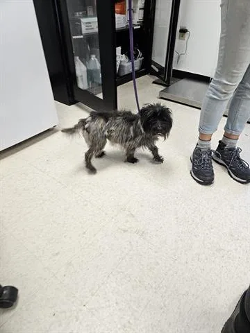 A senior small-sized male Cairn Terrier dog named Ali for adoption in Norfolk, VA