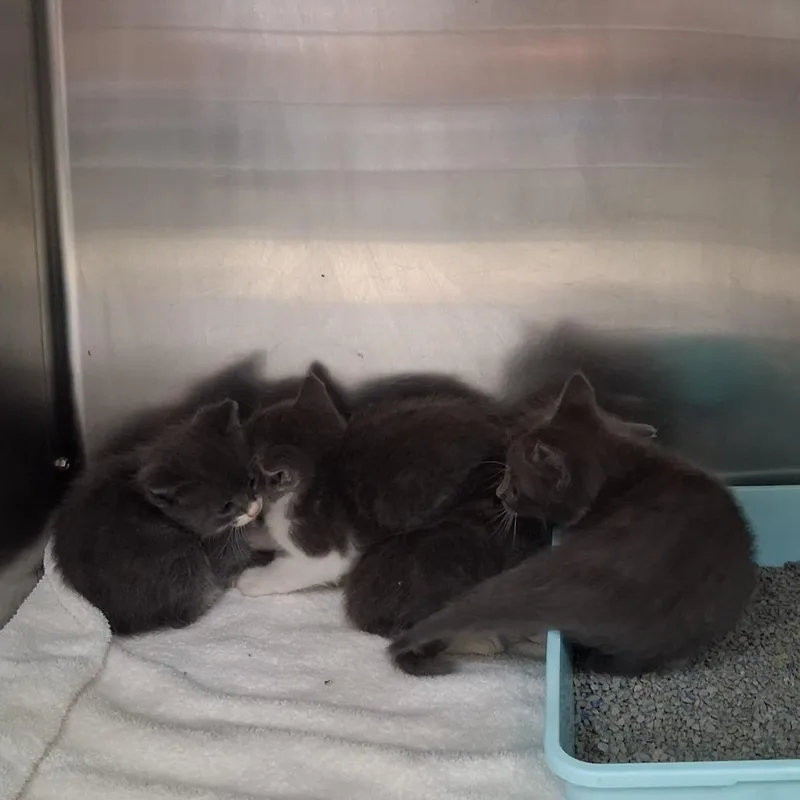 A baby small-sized female Gray / Blue / Silver Domestic Short Hair cat named Gothita for adoption in Auburn, AL