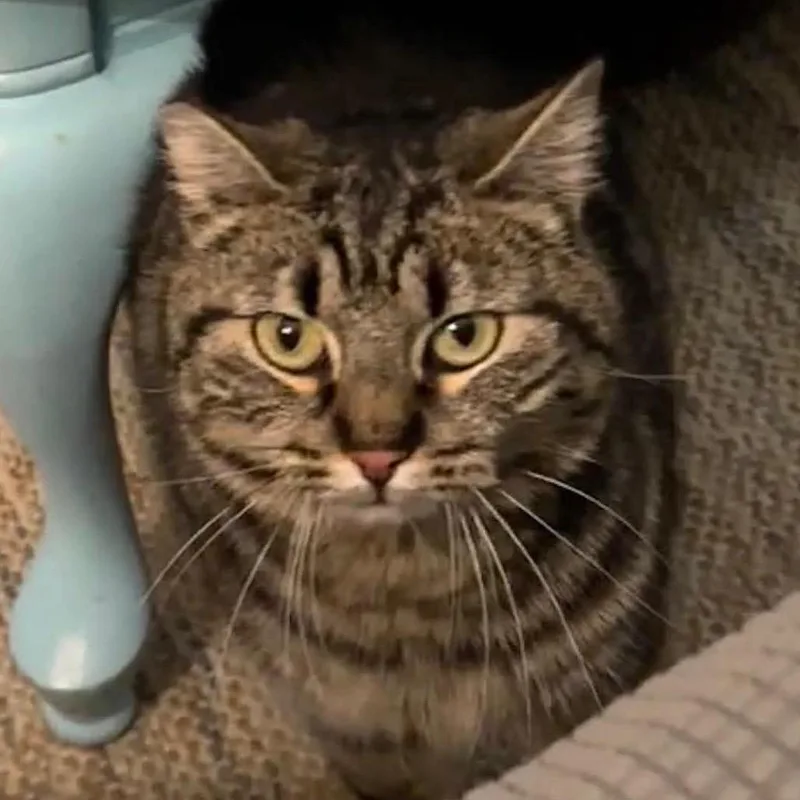 An adult small-sized female Gray / Blue / Silver Domestic Short Hair cat named Henrietta for adoption in Nampa, ID