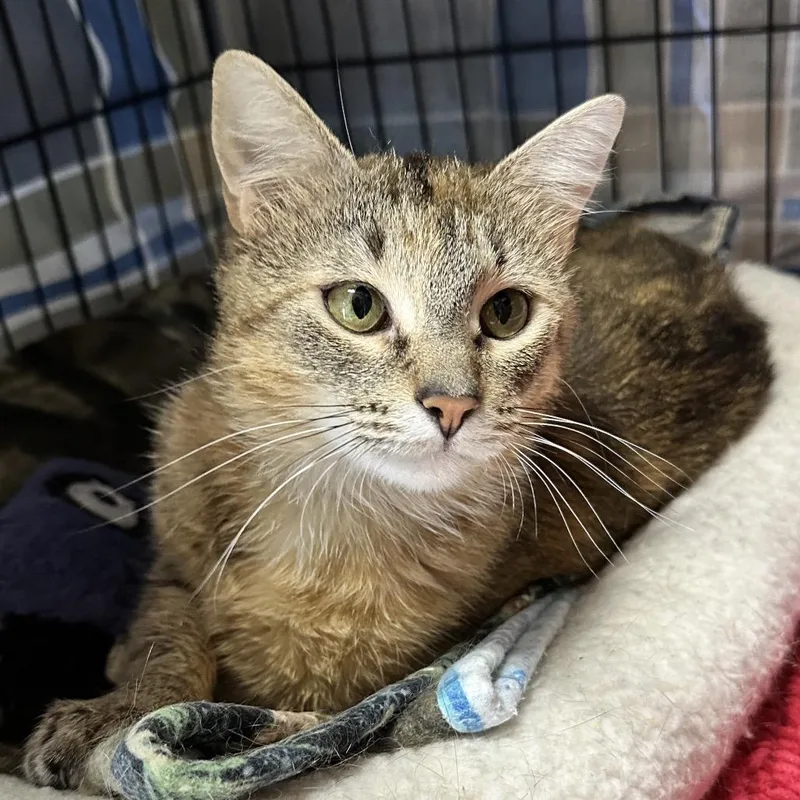 A young medium-sized female Torbie Domestic Short Hair cat named Roma LR for adoption in Union, MO