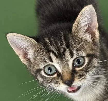 A baby small-sized female Domestic Short Hair cat named Cherie for adoption in Cumming, GA