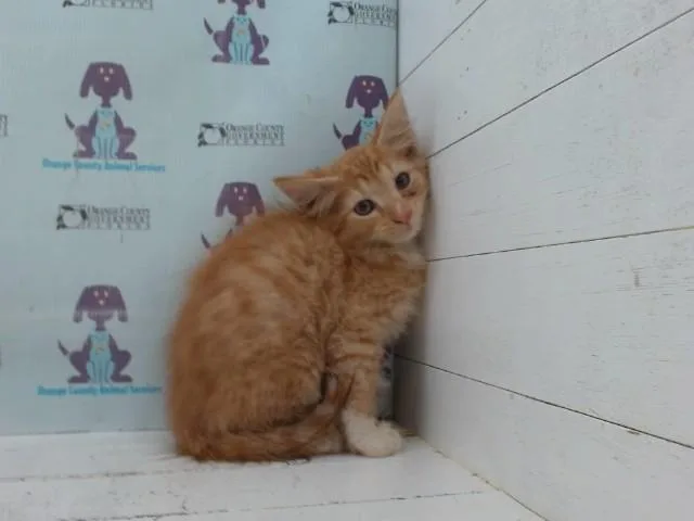 A baby small-sized male Domestic Short Hair cat named Ginger for adoption in Orlando, FL