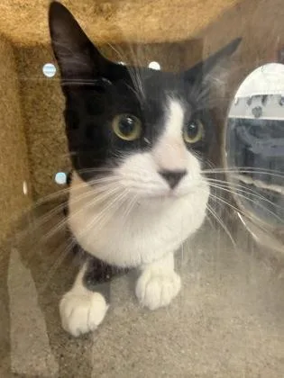 An adult medium-sized male Domestic Short Hair cat named Winston for adoption in Lafayette, IN