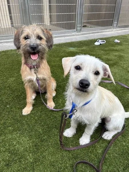 A young medium-sized male Parson Russell Terrier dog named Forte for adoption in El Cajon, CA