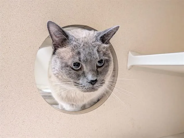 An adult large-sized male Siamese cat named Griz for adoption in Denver, CO