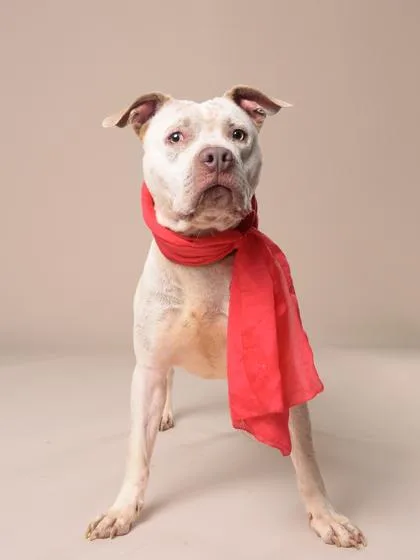 An adult large-sized male Pit Bull Terrier dog named Kang for adoption in Atlanta, GA