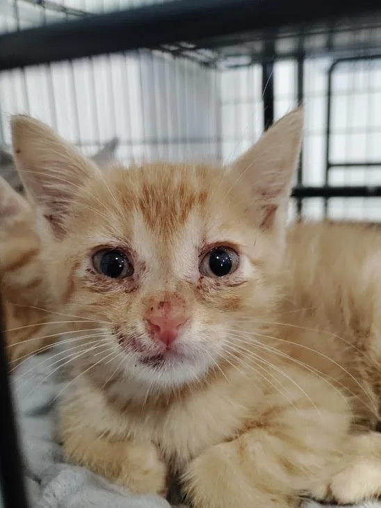 A baby medium-sized male Domestic Short Hair cat named Road Runner for adoption in Republic, MO