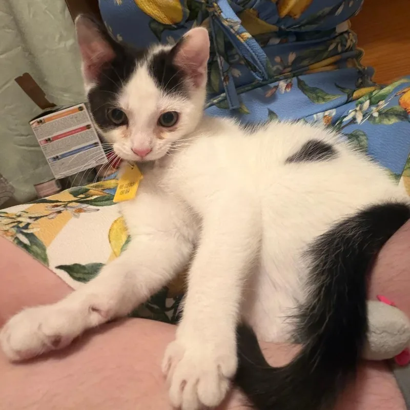 A baby small-sized male White Domestic Short Hair cat named Willie for adoption in Springfield, MA