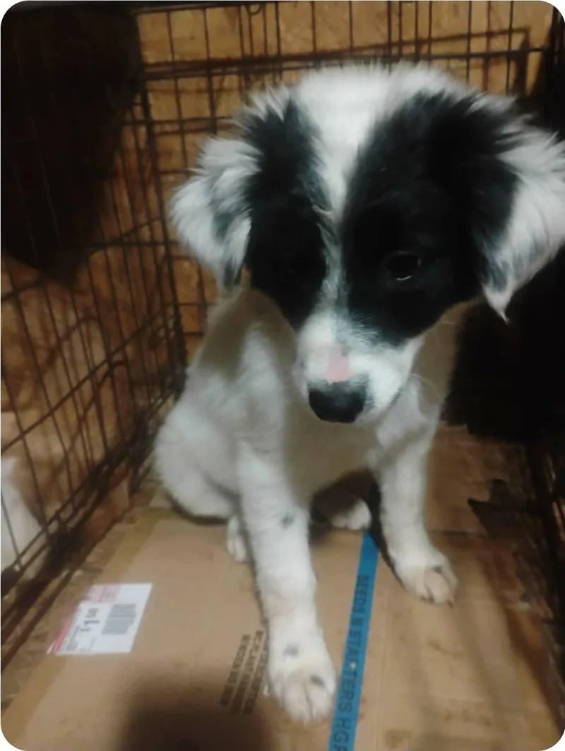 A baby medium-sized male White / Cream Border Collie dog named Blitz for adoption in Paramus, NJ