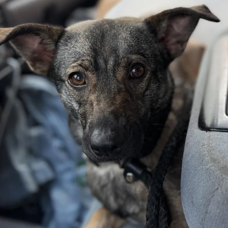 A young medium-sized female Shepherd dog named Sugar for adoption in Huntington, NY