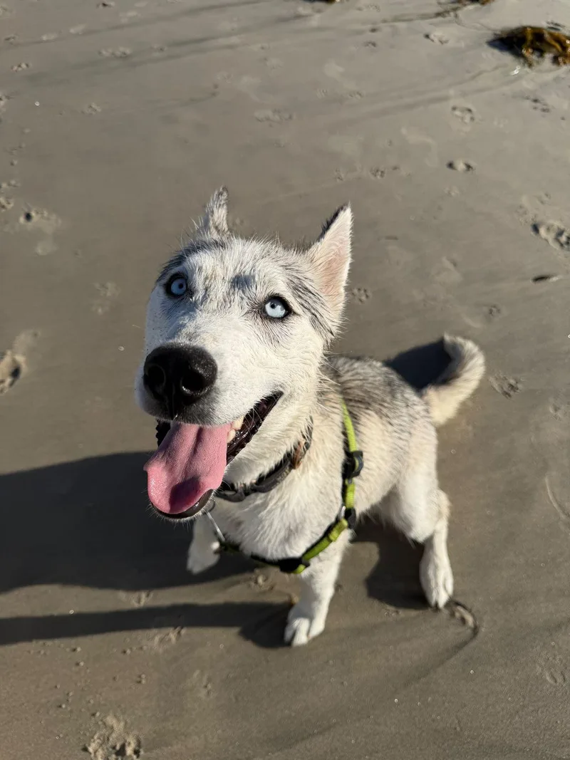 A young medium-sized female White / Cream Siberian Husky dog named Lucy for adoption in Los Angeles, CA