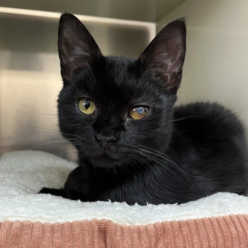 A young medium-sized female Black Domestic Short Hair cat named Karma for adoption in Newark, NJ