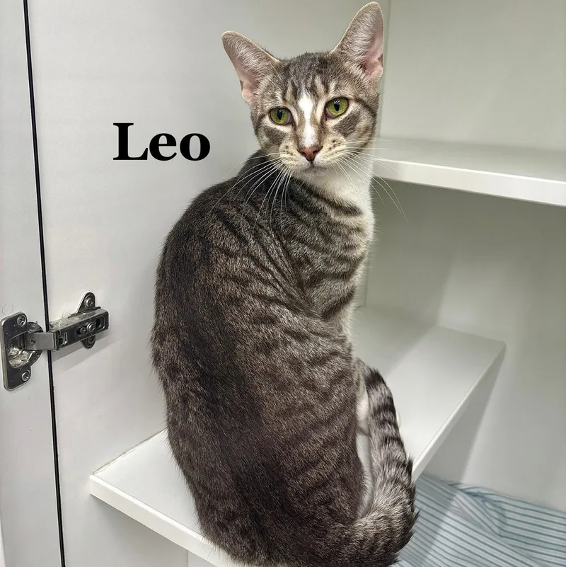 Leo