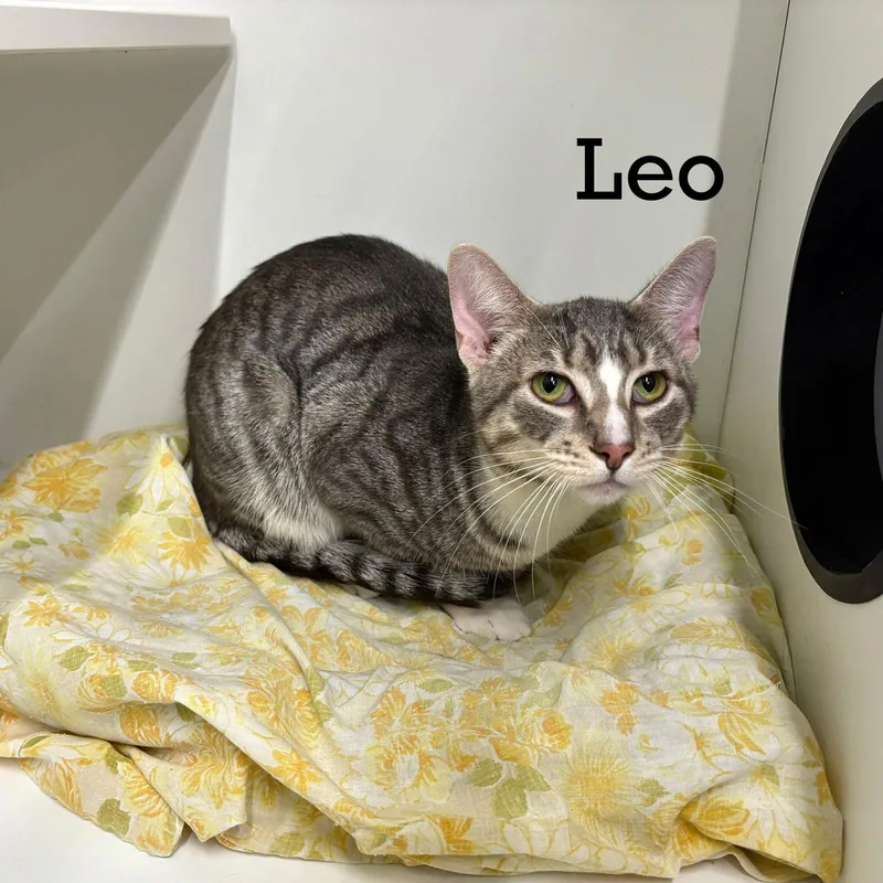 Leo thumbnail 3