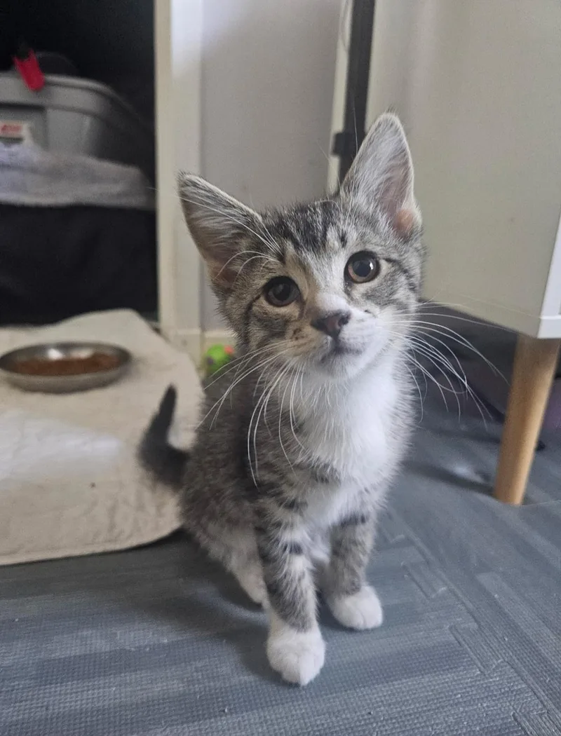 A baby medium-sized female Tabby (Gray / Blue / Silver) Domestic Short Hair cat named Emma for adoption in Clayton, NJ
