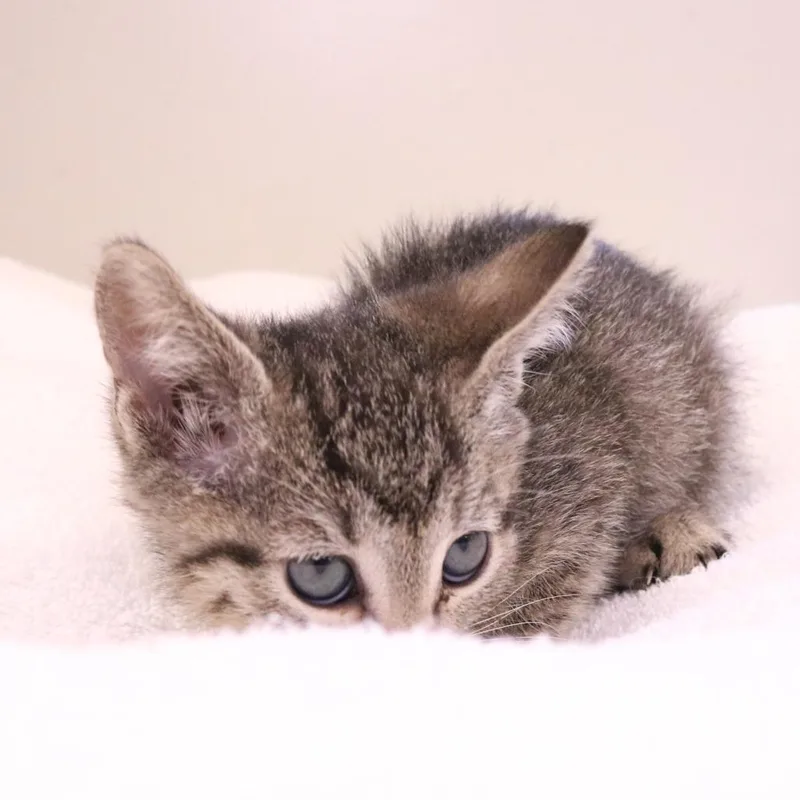 A baby small-sized female Brown / Chocolate Domestic Short Hair cat named Jade for adoption in Rifle, CO