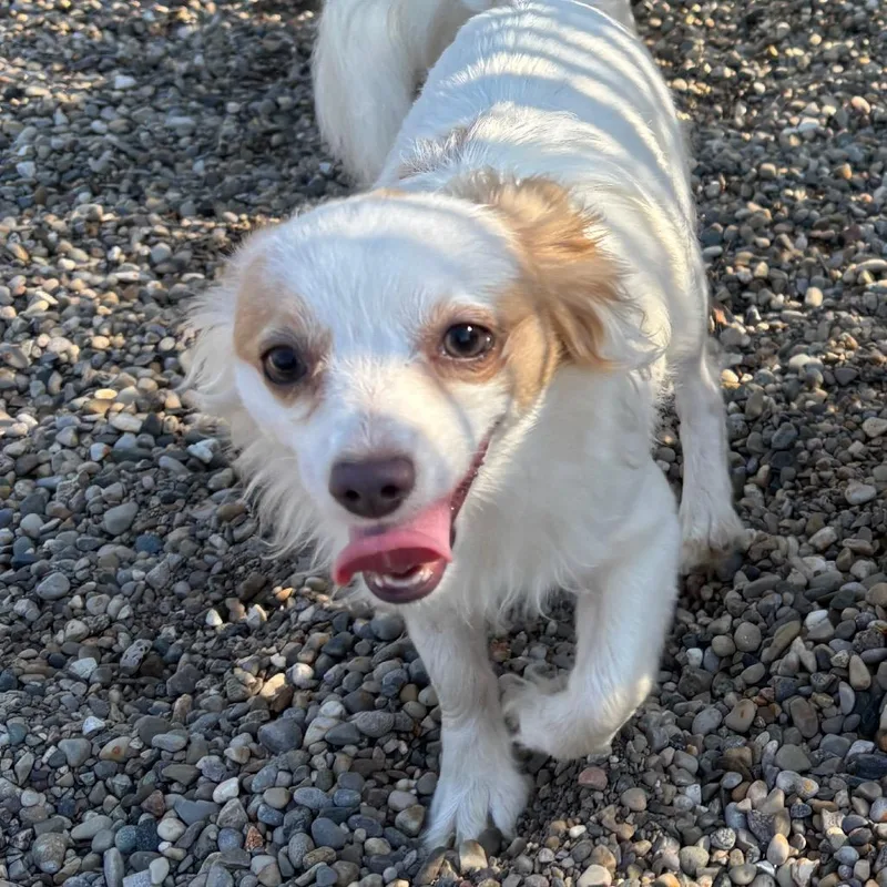 A young small-sized female Chihuahua dog named Sheeky for adoption in Fort Wayne, IN