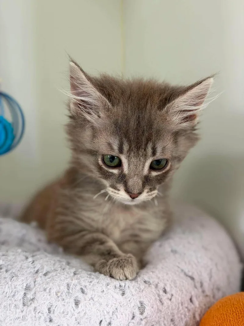 A baby small-sized male Domestic Medium Hair cat named Cookie Storm for adoption in Othello, WA