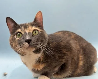 An adult small-sized female Domestic Short Hair cat named Jacqueline for adoption in Woodbury, MN