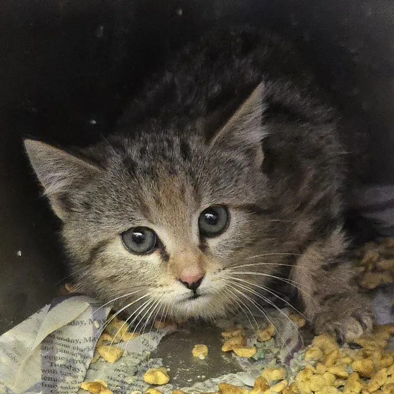 A baby small-sized female Buff / Tan / Fawn Domestic Short Hair cat named Aurelia for adoption in Salt Lake City, UT