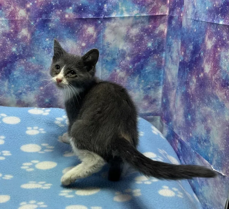 Purrcy thumbnail 2