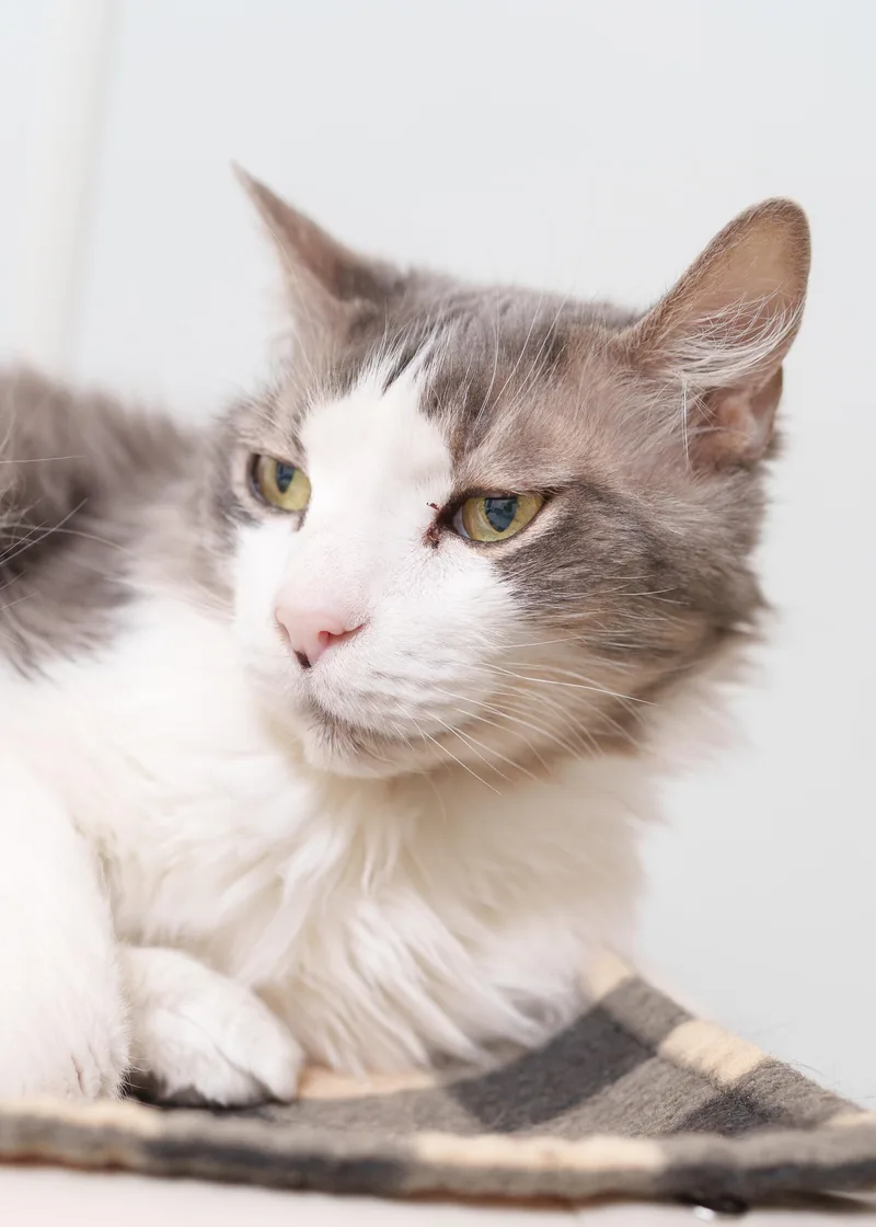 A senior medium-sized male Gray & White Domestic Medium Hair cat named Michelob for adoption in Boise, ID