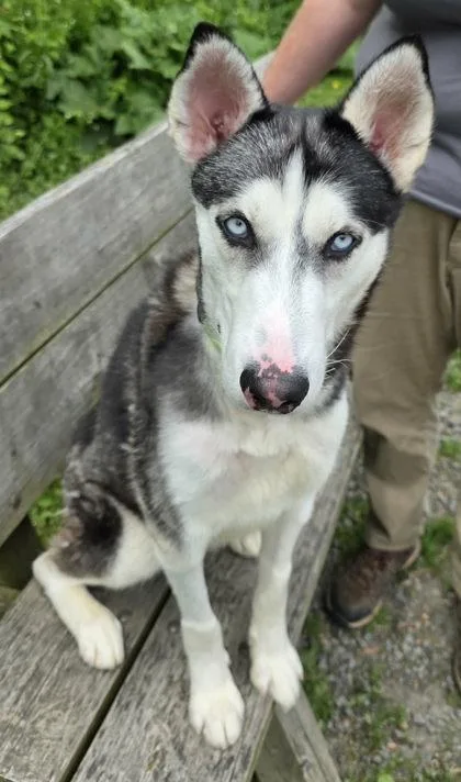 An adult medium-sized male Siberian Husky dog named Bering for adoption in Clarks Summit, PA