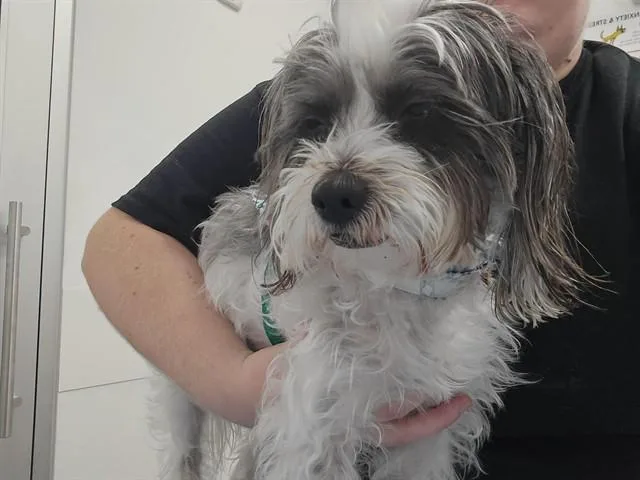Oreo