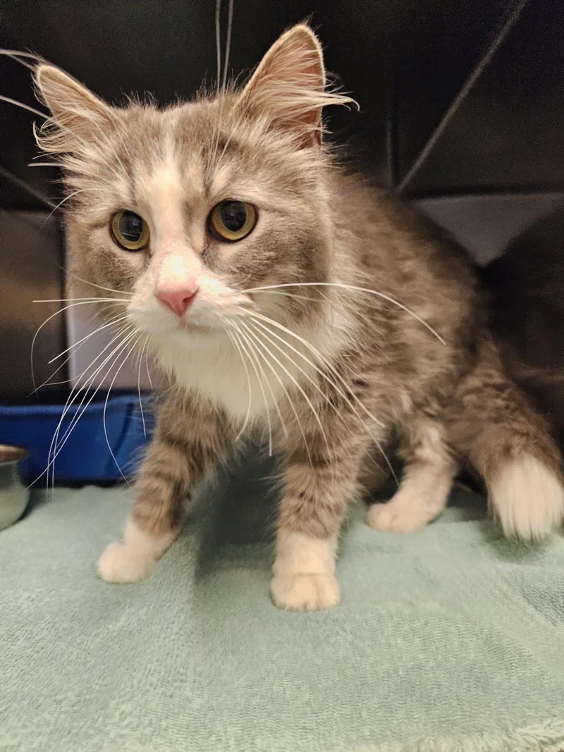 A young small-sized female Domestic Long Hair cat named Gwen for adoption in Burlington, IA