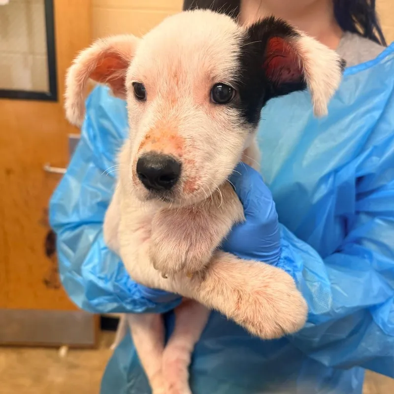 A baby small-sized female White / Cream Mixed Breed dog named Star for adoption in Corinth, MS