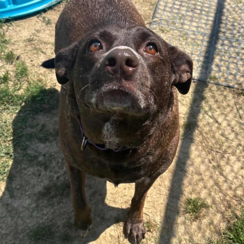 An adult large-sized female Brown / Chocolate Chocolate Labrador Retriever dog named Jade for adoption in Dover, NH