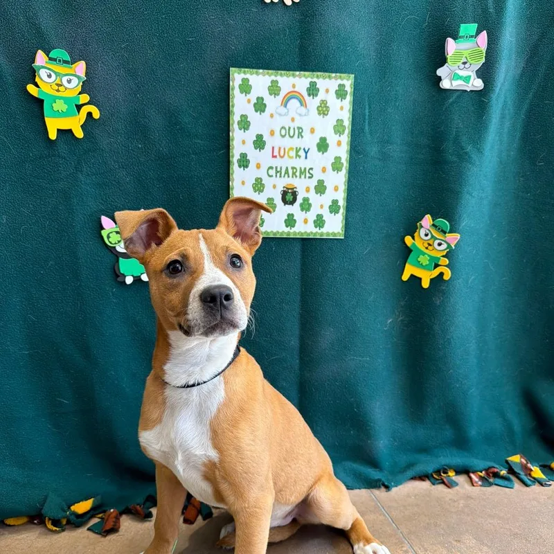 Bella