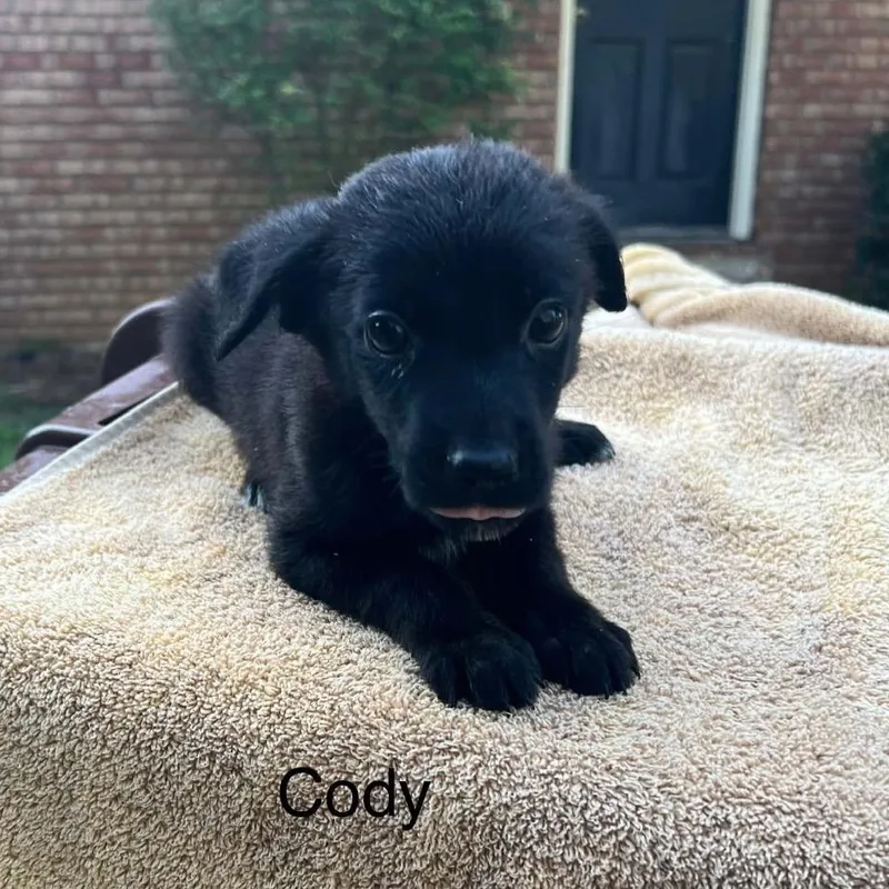 A baby medium-sized male Black Spaniel dog named Cody for adoption in Hamilton , NJ