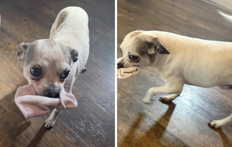 An adult small-sized male Chihuahua dog named Woody for adoption in Angier , NC