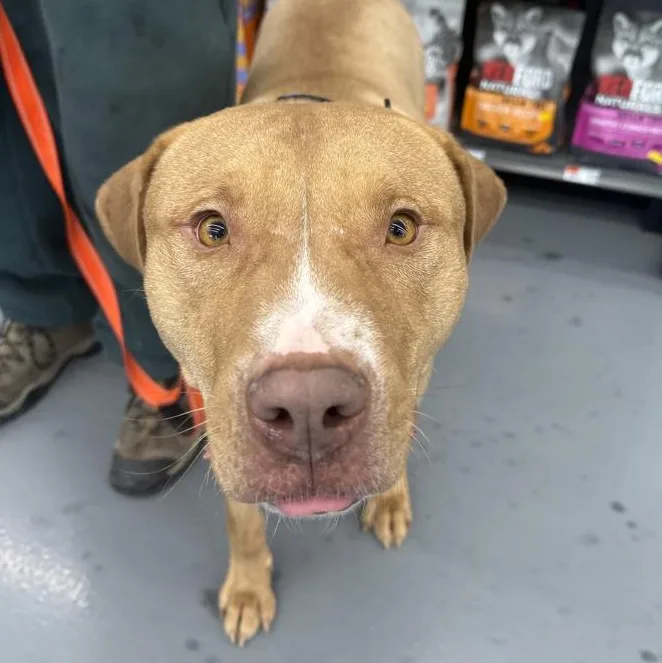 A young large-sized male Apricot / Beige Pit Bull Terrier dog named Captain Jack for adoption in Naperville, IL