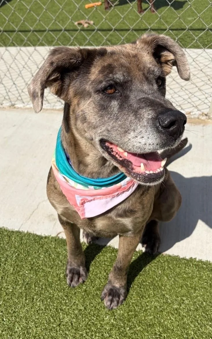 Scrunchie thumbnail 2