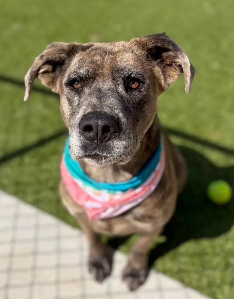 Scrunchie thumbnail 4