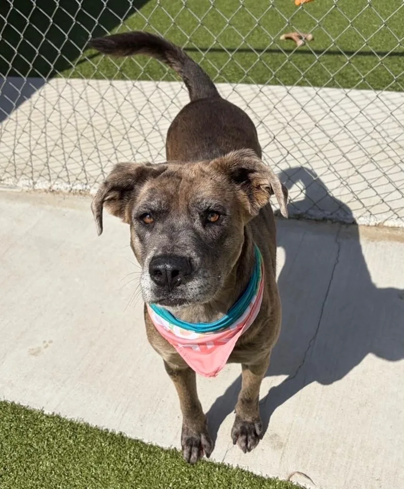 Scrunchie thumbnail 5