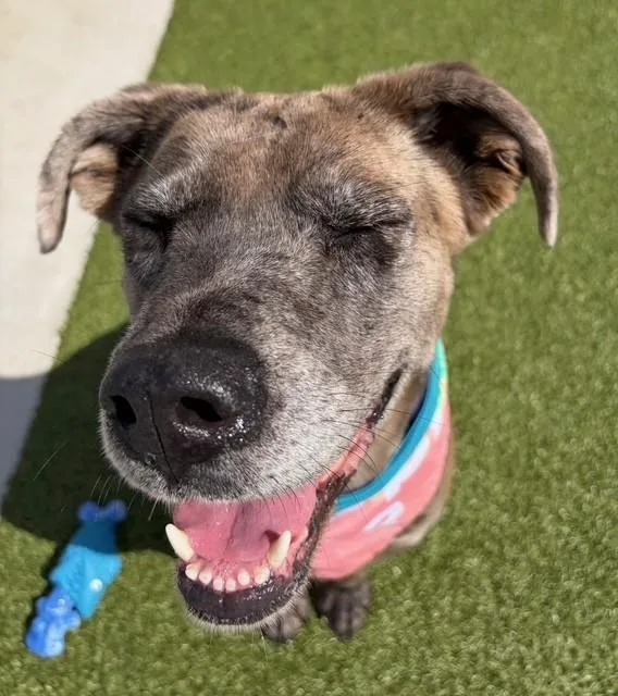 Scrunchie thumbnail 6