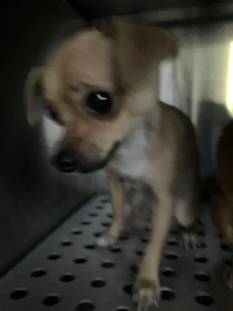 A young medium-sized female Chihuahua dog named Cinammon for adoption in Dallas, TX