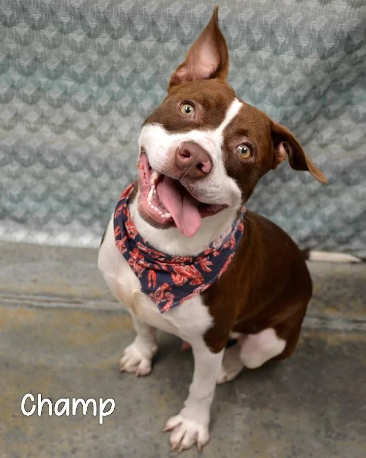 A young large-sized male Pit Bull Terrier dog named Champ for adoption in Gautier, MS