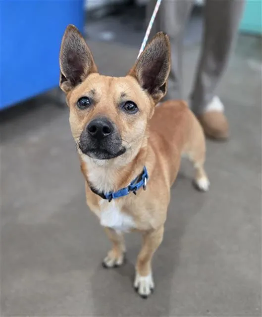 An adult medium-sized male Mixed Breed dog named Milo for adoption in Dallas, TX