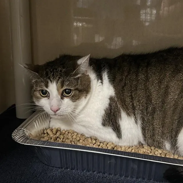 An adult extra large-sized female Domestic Short Hair cat named Lil Bit for adoption in Lincolnton, NC