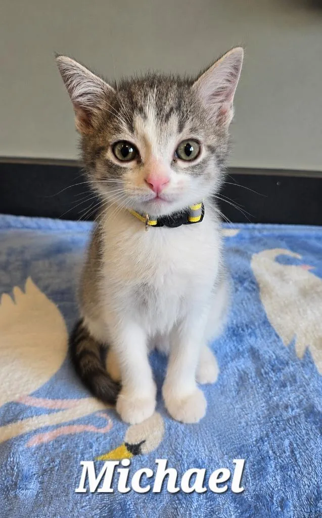 A baby small-sized male Domestic Short Hair cat named Michael for adoption in Sidney, OH
