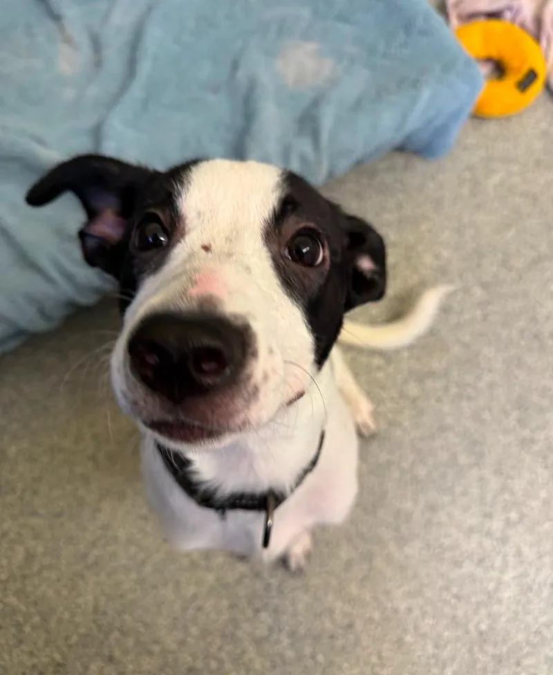 A baby small-sized male Terrier dog named Marlow Black collar for adoption in Syracuse, IN
