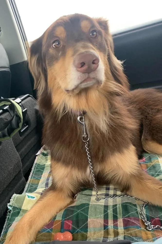 A young medium-sized male Australian Shepherd dog named Buddy for adoption in Ringwood, IL