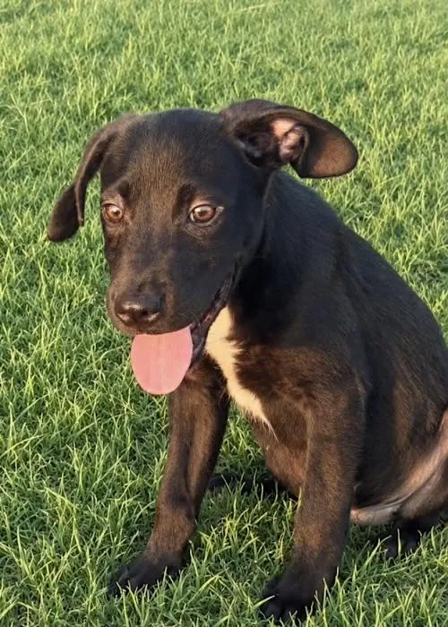A baby medium-sized male Pointer dog named Bugsby for adoption in Watertown, CT